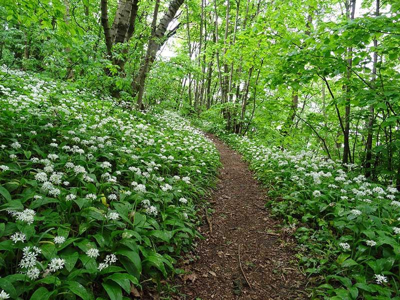 Bärlauchwald